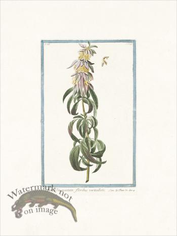 Bonelli 286 Horse mint